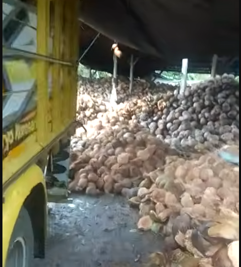 Tumpukan kelapa sayur segar di Tabanan Bali yang siap untuk dimuat dan dikirimkan ke Bogor